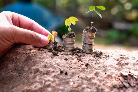 Coins and plants planted on piles of coins for finance and banking, money saving ideas and growing finances.の写真素材