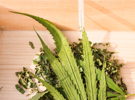 marijuana,Concept of natural cosmetics and medicines.の写真素材