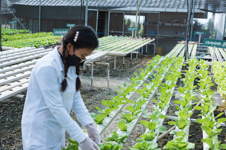 woman farmer hands working on organic hydroponics vegetable farm Owner of a hydroponics vegetable...