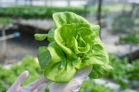 A team of scientists analyzes plants on vegetable trays. Hydroponics process in the laboratory...