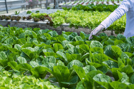 woman farmer hands working on organic hydroponics vegetable farm Owner of a hydroponics vegetable...