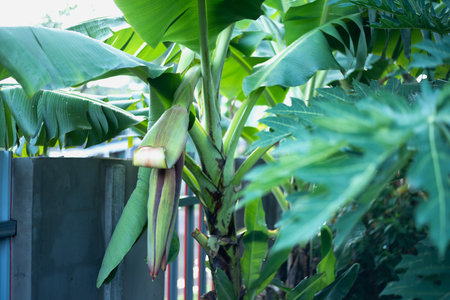 Closeup - Banana Cabbage on Banana Trees. Red Banana Tree (Musa sapientum Linn) on Green Tree Background. Banana is a tropical fruit tree native to Southeast Asia. Selective focusの写真素材