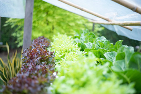 Hydroponic herbs and vegetables to grow at home.の写真素材