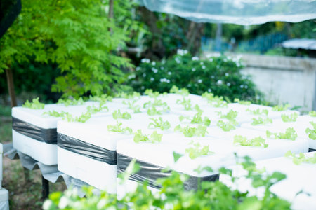 Hydroponic vegetables in foam boxes, organic vegetables, ideas for using waste materials to create benefits.の写真素材