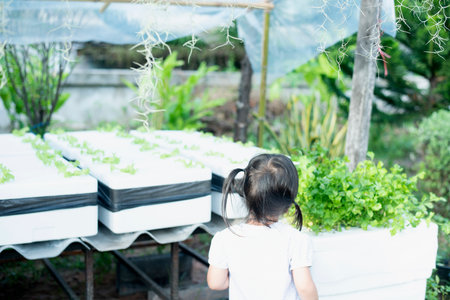 Hydroponic vegetables in foam boxes, organic vegetables, ideas for using waste materials to create benefits.の写真素材
