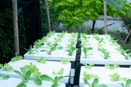 Hydroponic vegetables in foam boxes, organic vegetables, ideas for using waste materials to create...