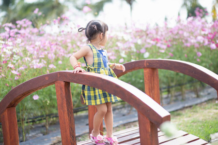 happy woman standing on wooden bridge with yellow cosmos flower fieldの写真素材
