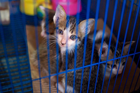 Cat trapped in a cage and cryの写真素材