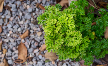 Fern in the garden with leave greenの写真素材