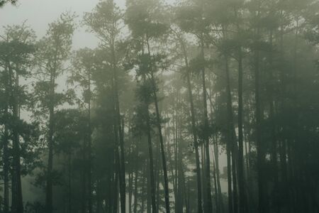 Tall trees with foggy view in Asia forestの写真素材