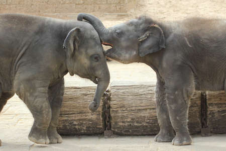Elephants touching each other gently trunk parkの写真素材