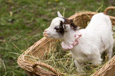 Cute baby goat cub on lawn in bagの写真素材