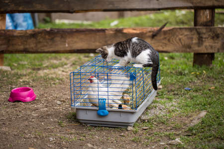 Cute Cat Attacked by Chicken on greenの写真素材