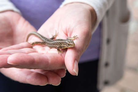 Sand lizard on the human hand bokehの写真素材