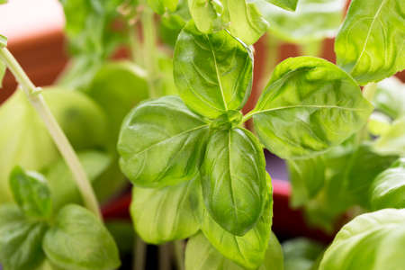 fresh green basil italian laef herbs basilikumの写真素材