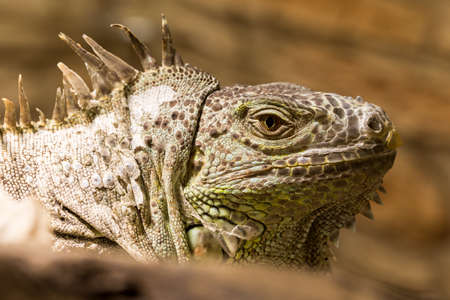 Closeup of an iguana face dino reptilの写真素材