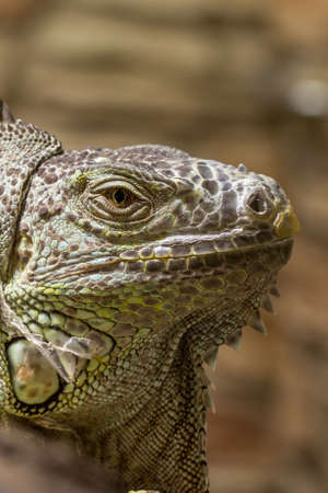 Closeup of an iguana face dino reptilの写真素材