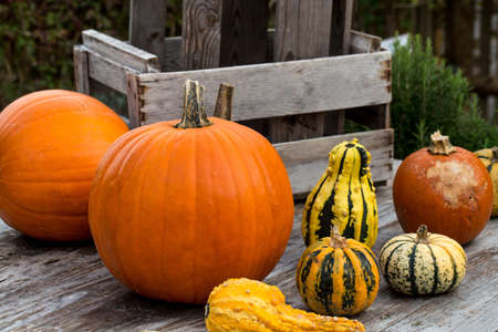 Some Pumpkins on wodden Table different closeupの写真素材