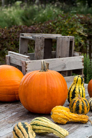 Some Pumpkins on wodden Table different closeupの写真素材