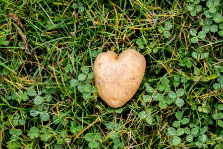 Heart shaped potato on green grass table.の写真素材