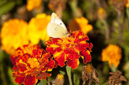 Butterfly on the Flowerの写真素材