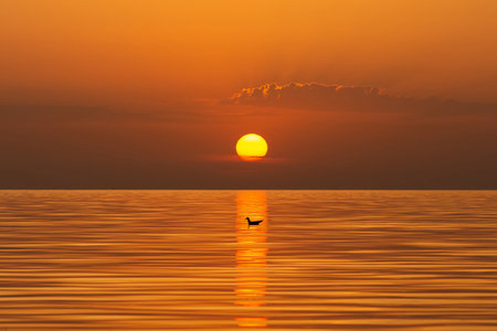 Sunset over the sea with a silhouette of a bird in the waterの写真素材