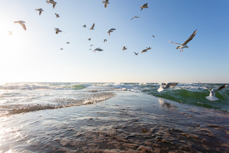 Seagulls flying in the blue sky above the sea.の写真素材