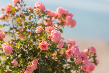 Beautiful pink roses on the background of the sea. selective focusの写真素材