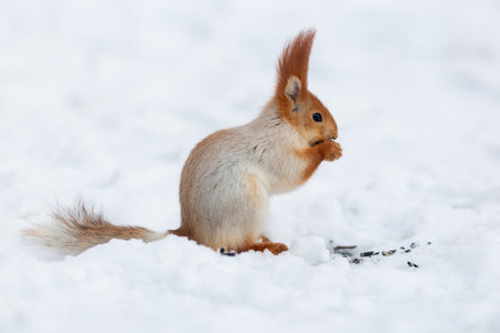 red squirrel on the snow in winter, photo as a background, digital imageの写真素材