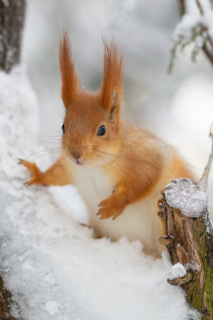 Squirrel in the winter forest on a snowy day. Eurasian red squirrel, Sciurus vulgarisの写真素材