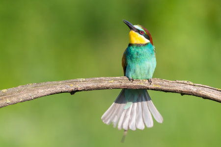 European bee eater (Merops apiaster) sitting on a branch