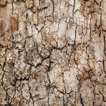 Cracked vintage wooden background texture.
