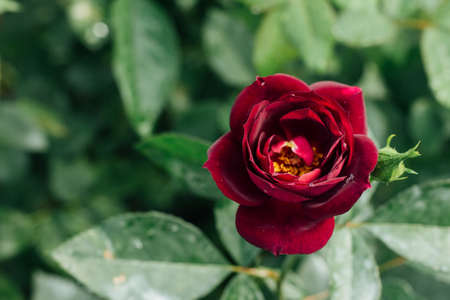 Red rose flower beauty natural fresh background with garden.の写真素材