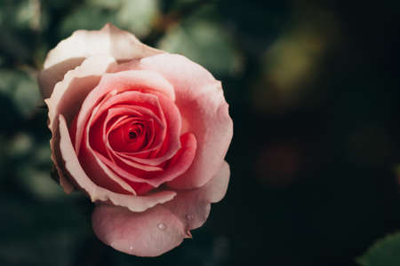 Pink rose flower in the garden.の写真素材