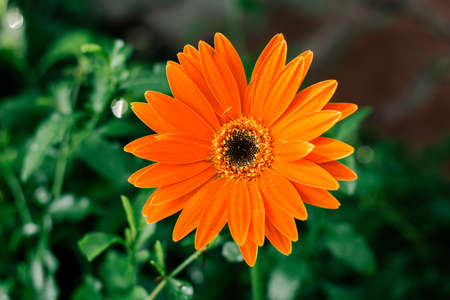 Orange daisy flower in the garden background.の写真素材