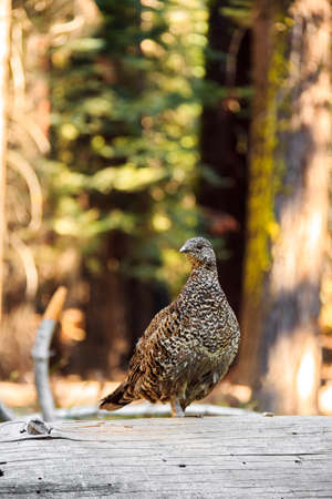 Sooty Grouse on the way to Glacier Point in Yosemite National Parkの写真素材