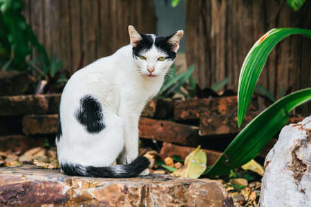 Thai Stray Cat Sitting on a Chair Made from Rock Staring to Somethingの写真素材