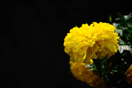 Marigold on black background