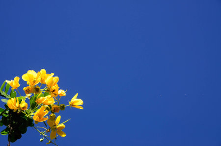 Thai flower Senna spectabilisの写真素材