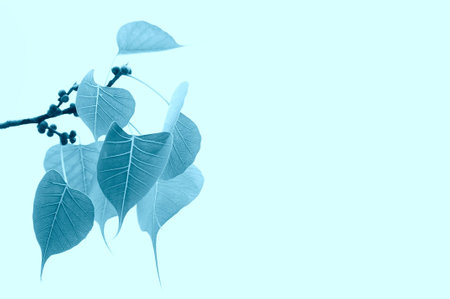 Bodhi or pho leaves or bo leaf blue color