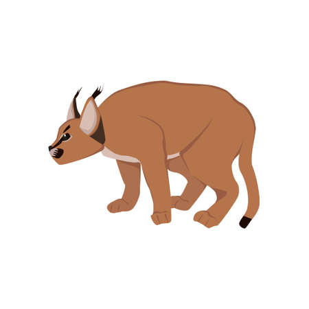 Animalのeditorial素材