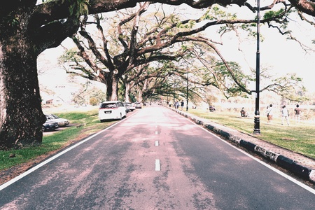 Taiping Lake Garden, Perak.の素材