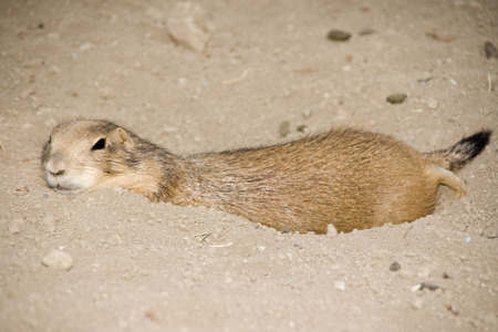 Black-Tailed Prairie dog (Cynomys ludovicianus) lazily resting on burrow.