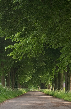 a country road running through a tree alleyの写真素材