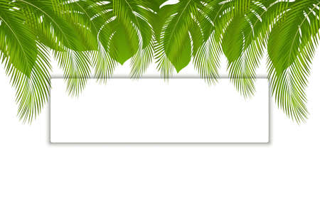 Beautiful vector floral tropical palm leaves frame, place for text. Tropical banner with exotic leaves and plants on white background.のイラスト素材
