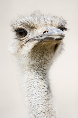 Ostrich head close-up