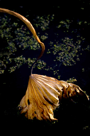 Withered lotus leafの写真素材