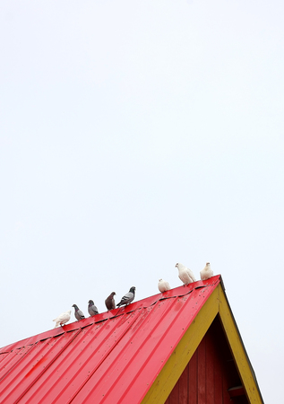 Roof of pigeonsの写真素材