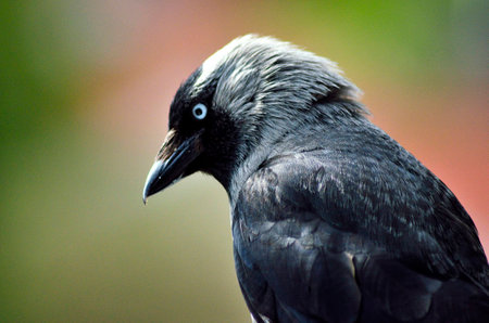 Western jackdaw bird during a rainy day.の写真素材