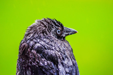 Young wet western jackdaw bird during a rainy day.の写真素材